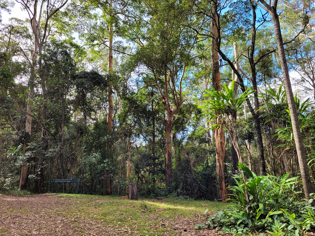 A foresty picnic area at Boombana