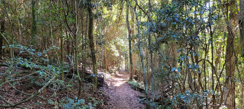 A sunlit forest path